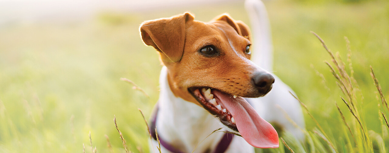 Key image of the Nuvin brand with a dog in tall grass, panting and looking healthy.