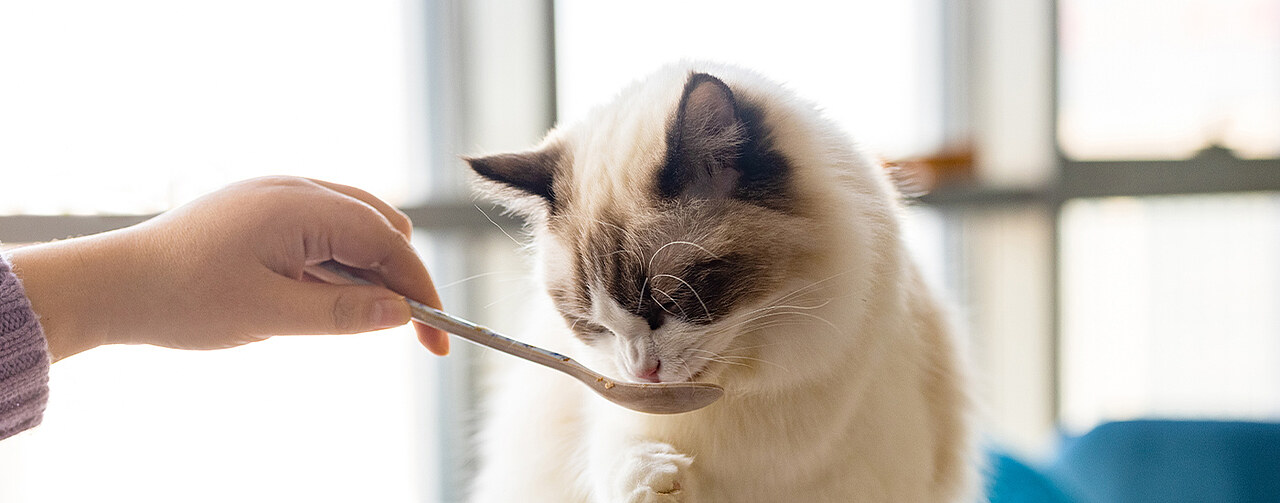 Key picture of the SPF brand with an owner's hand feeding a cat from a spoon. The cat is white with brown ears and eyes. He's eating from the spoon and seems to be trying to help himself with his paw.