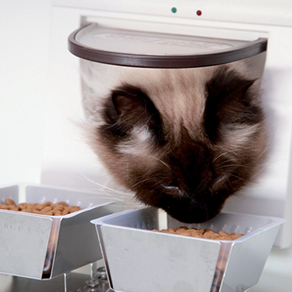 A Burmese-type cat eating from one of the two palatability test bowls