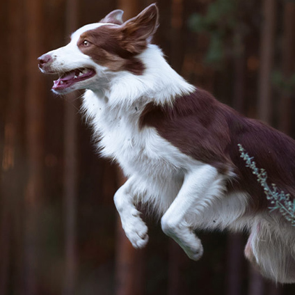 Healthy dog jumping on a dark background