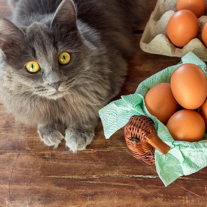 Grey cat lying next to a basket and a box filled with eggs 