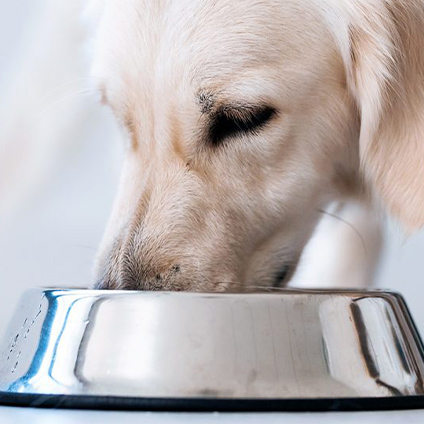 A Labrador-type dog eating from an aluminium bowl against a light background.