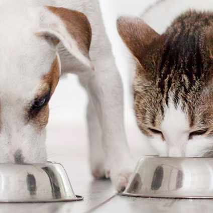 A cat and a dog eating side by side, each in a bowl.