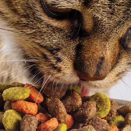 Close-up of a gray striped cat eating brown, green and orange kibbles.