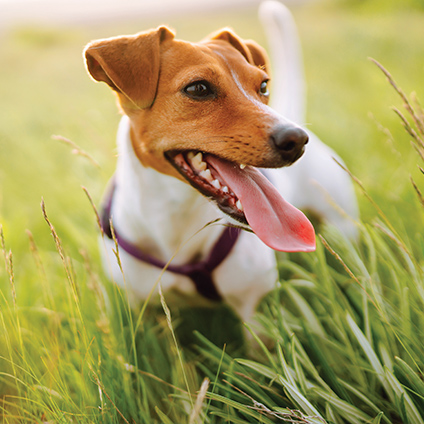 Key image of the Nuvin brand with a dog in tall grass, panting and looking healthy.