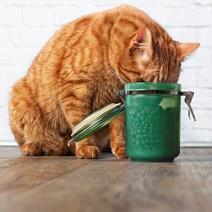 Key image for the Videka brand with a ginger cat sitting with its head in a green jar with kibble